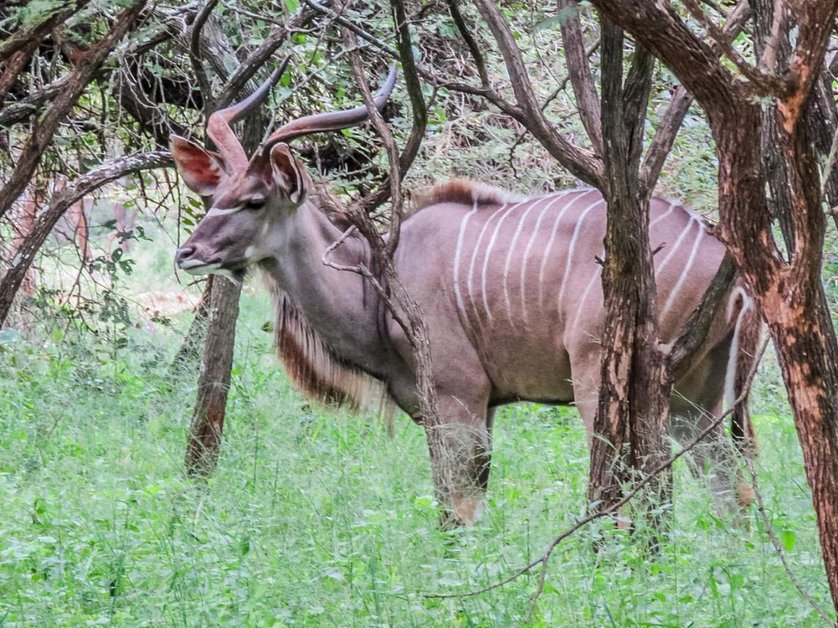 515 On Warthog By The River Marloth Park Luaran gambar