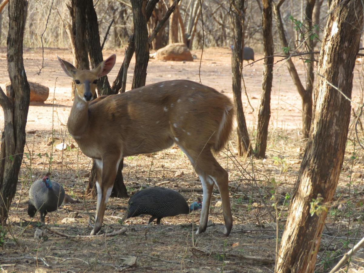515 On Warthog By The River Marloth Park Luaran gambar